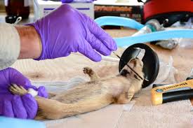 Submission card, Animal Testing