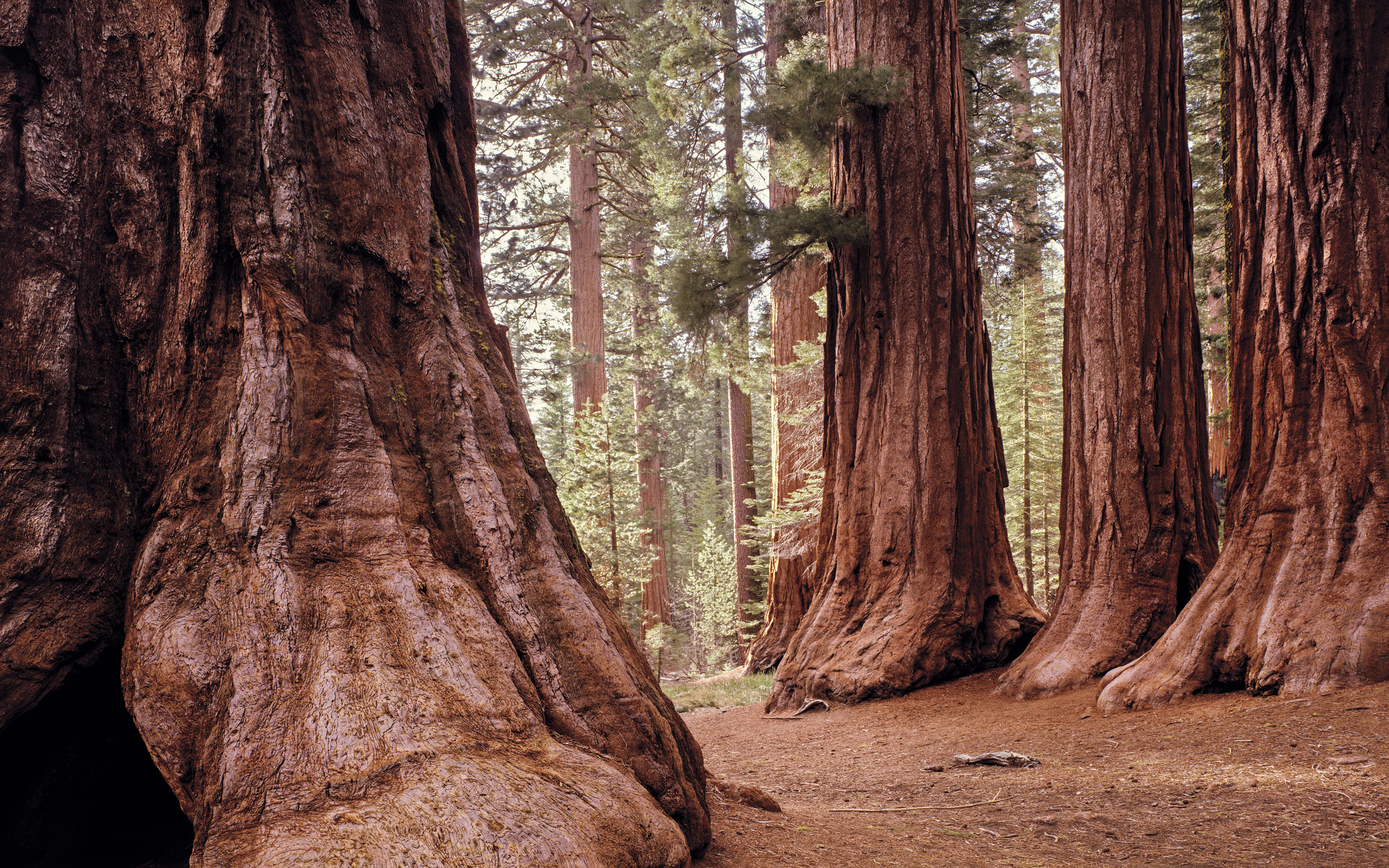 Йосемити национальный парк секвойи