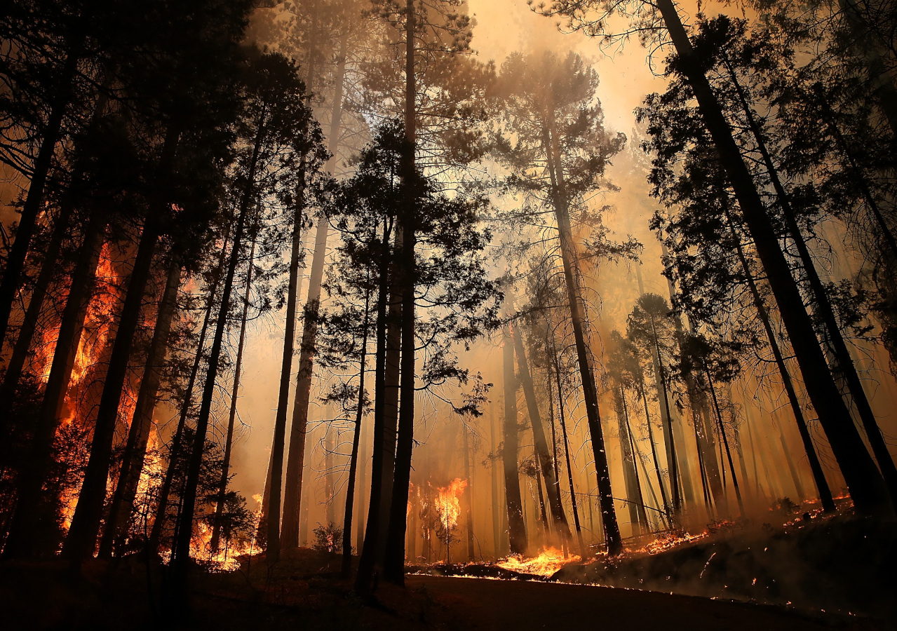 Пожар в лесу пейзаж