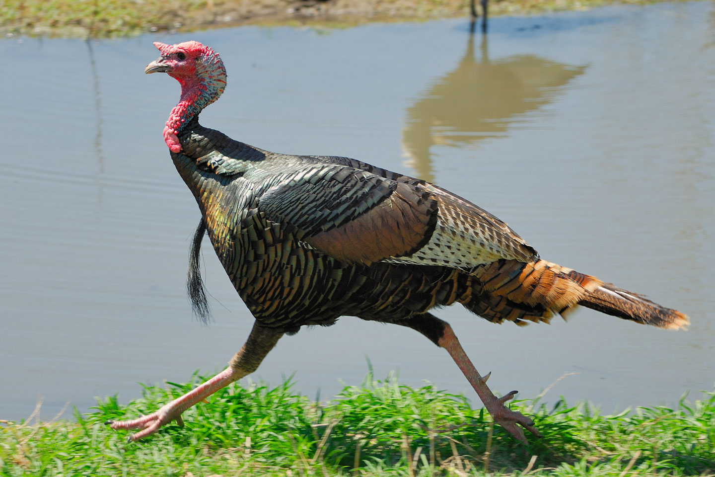 Птица похожая на индюшку. Птица похожая на индейку. Turkey Run. Animal Turkey Running.