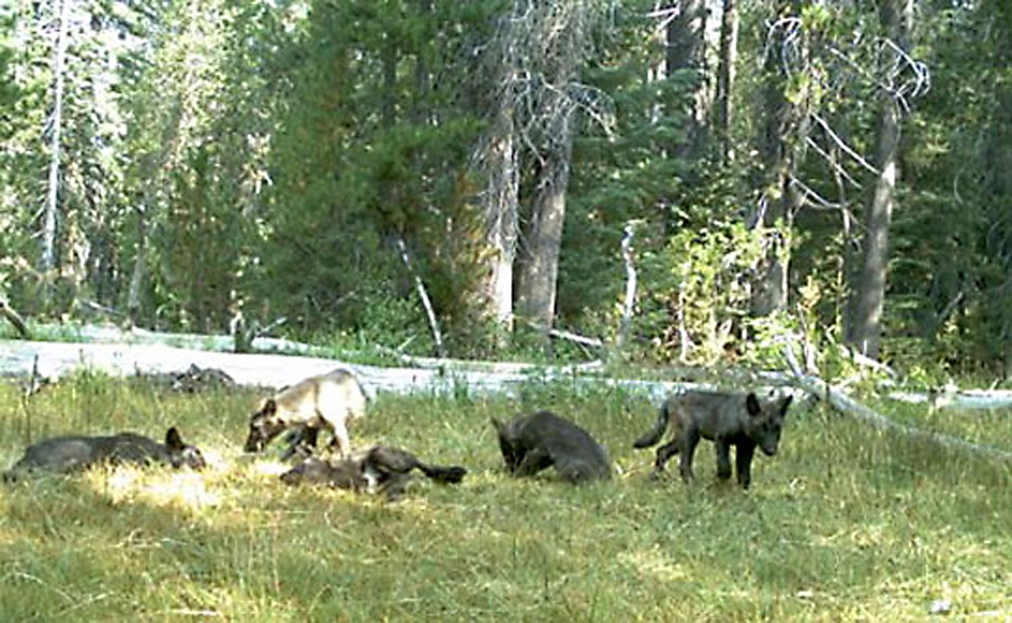 Several gray wolf pups, dubbed the Shasta Pack, were captured by a remote camera in Siskiyou County this past August. They were the first gray wolf pups found in the state in nearly a century.