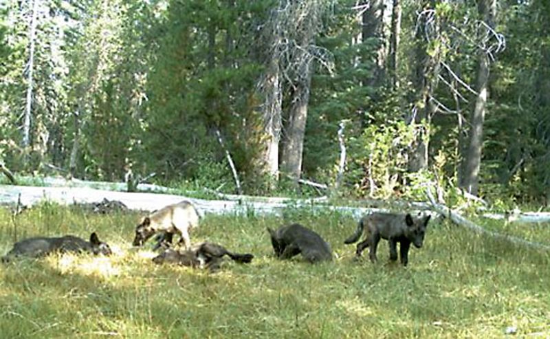 Several gray wolf pups, dubbed the Shasta Pack, were captured by a remote camera in Siskiyou County this past August. They were the first gray wolf pups found in the state in nearly a century.