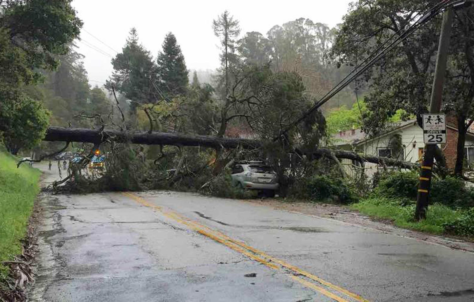 A downed tree in Oakland after last weekend's El Niño-fueled storms.