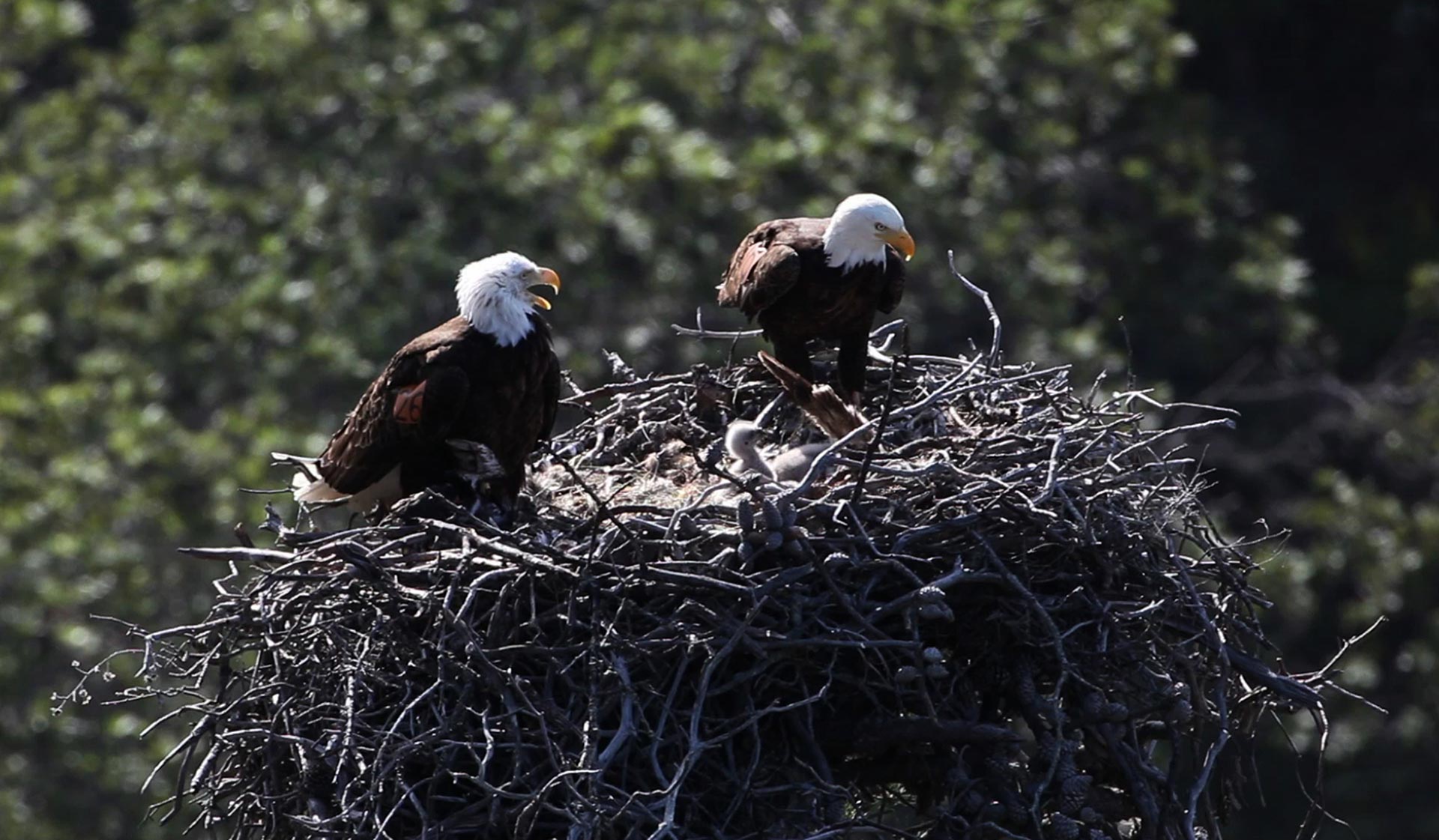 A breeding pair of bald eagles atop their nest in Channel Islands National Park.