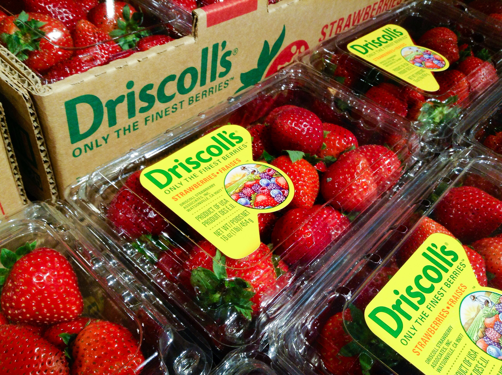 Driscoll's, the largest berry producer in the world, now grows about the same quantity of raspberries and strawberries in Mexico as it does in California. Many American producers have recently expanded their production to Mexico.