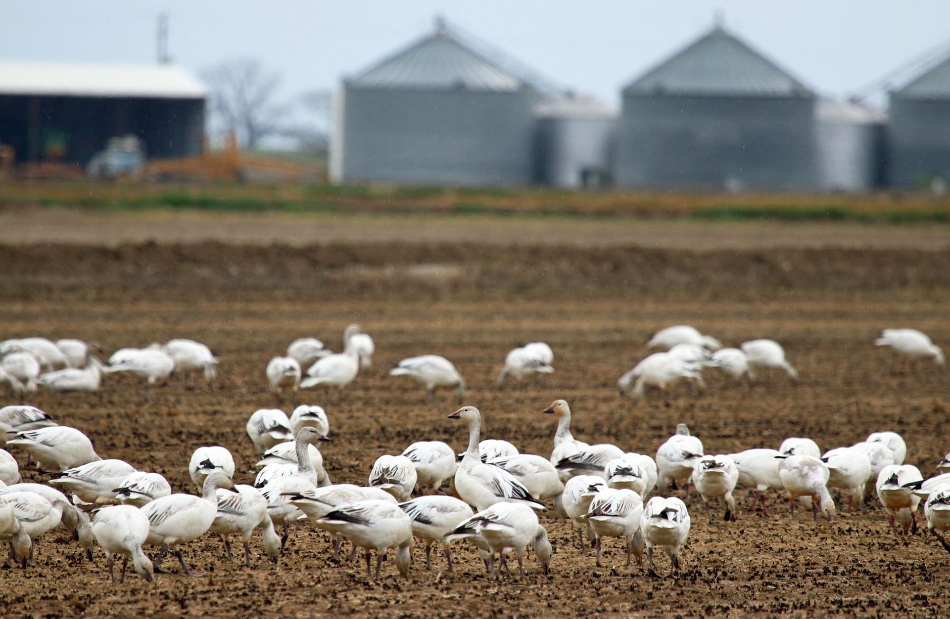 Snow geese feed in a rice field in the Williams area of Colusa County.