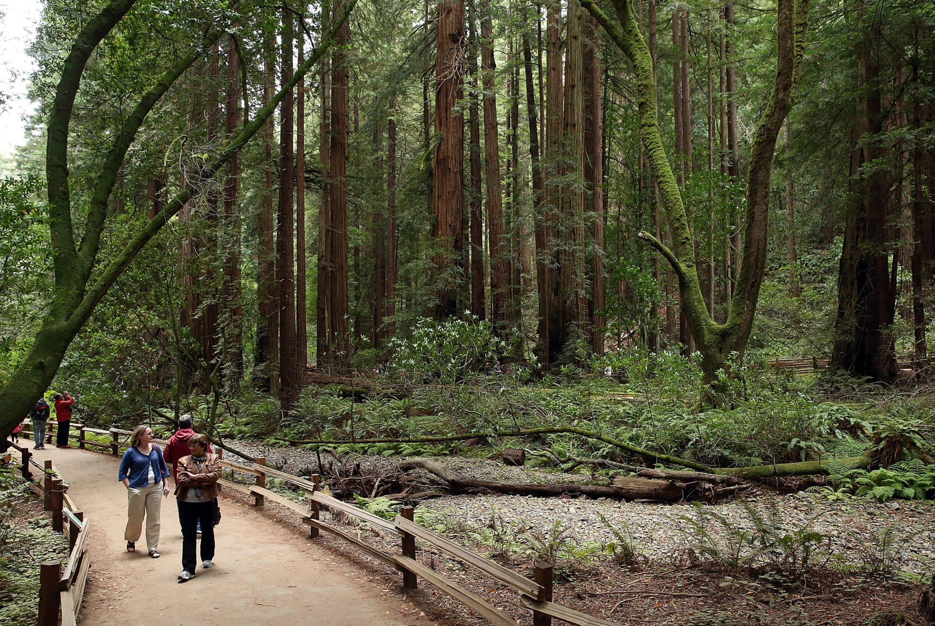 Majestic coastal redwoods in Muir Woods National Monument. Justin Sullivan/Getty Images