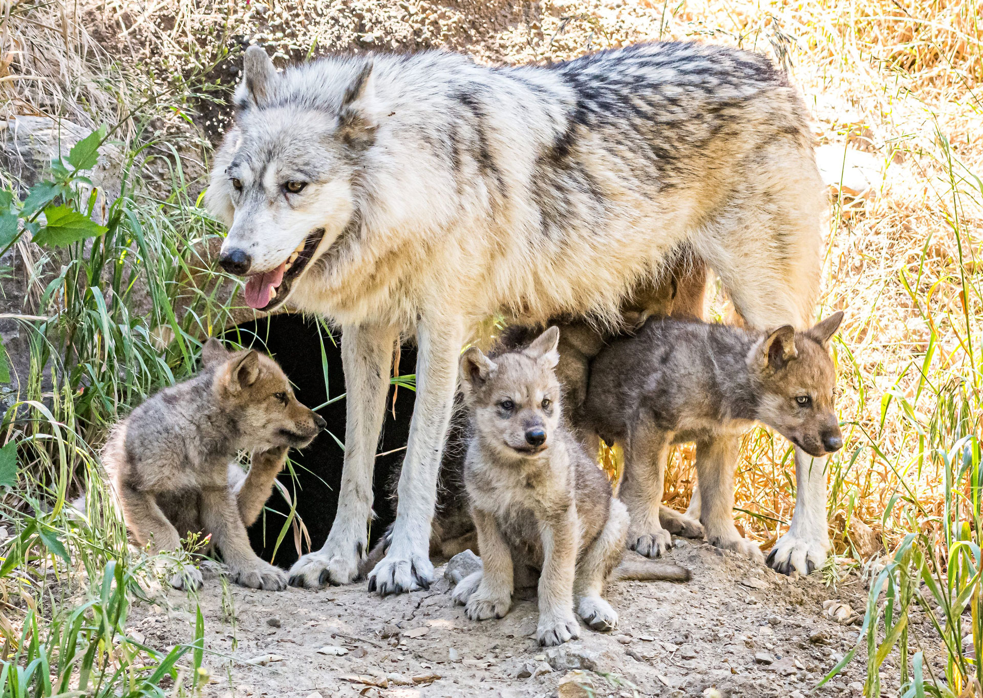 The Oakland Zoo's new gray wolf pups with their mother, Siskiyou. 