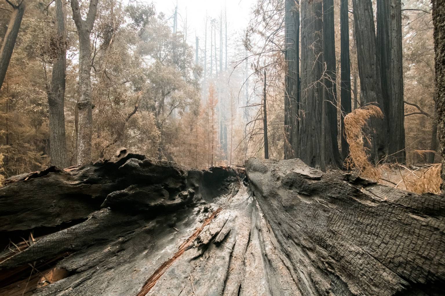 Big Basin’s Return Has Been Slow and Measured. It’s Also an Opportunity ...