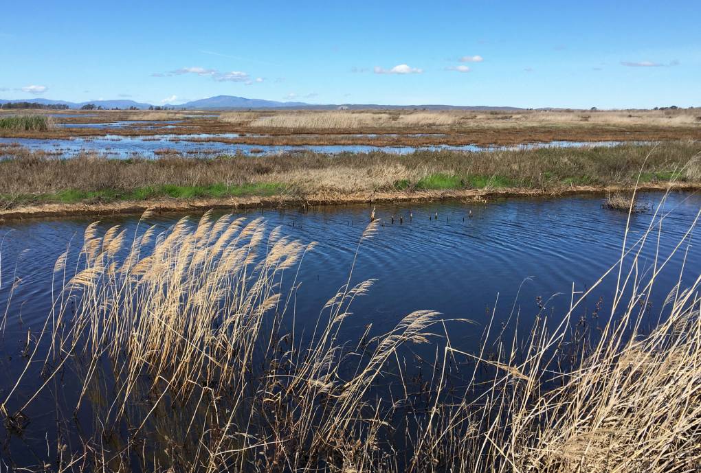 Grasses blow in the breeze above marsh waters at Suisun Marsh on a clear day.