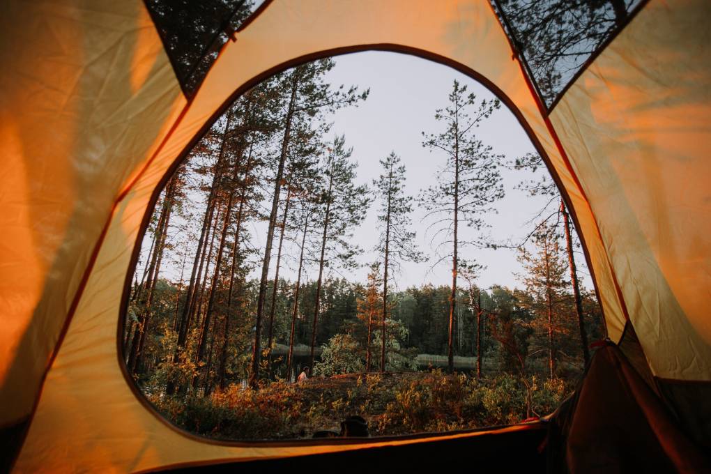 A forest scene with thin trees reaching into the sky, photographed from inside a yellow-orange tent.