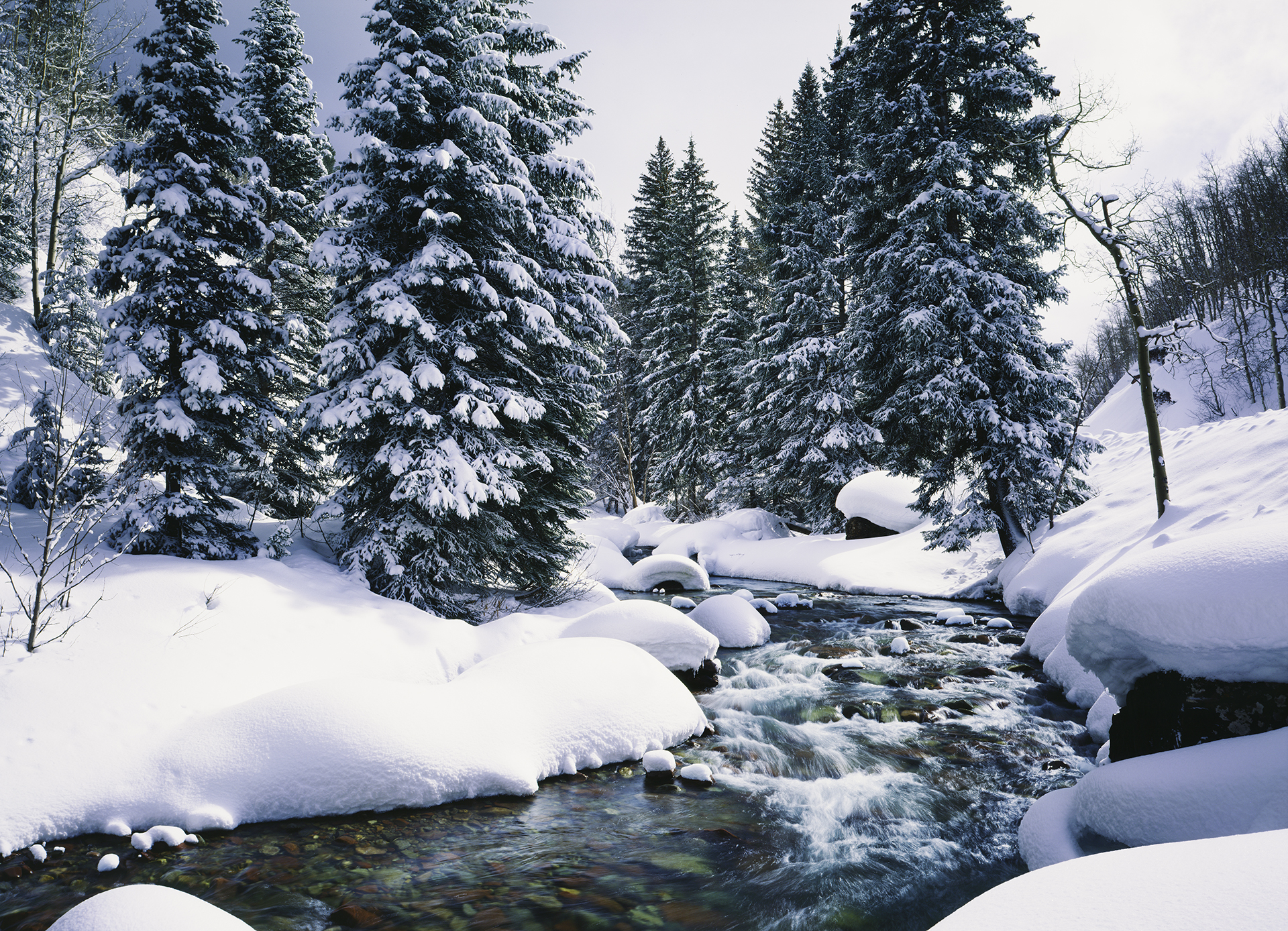 A creek running through a forest where trees are covered in snow.