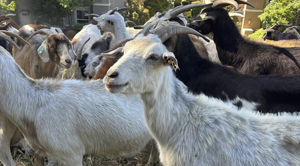A closeup of a herd of goats.