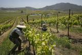 California Farmworkers: What to Do if Your Employer Retaliates Against
You