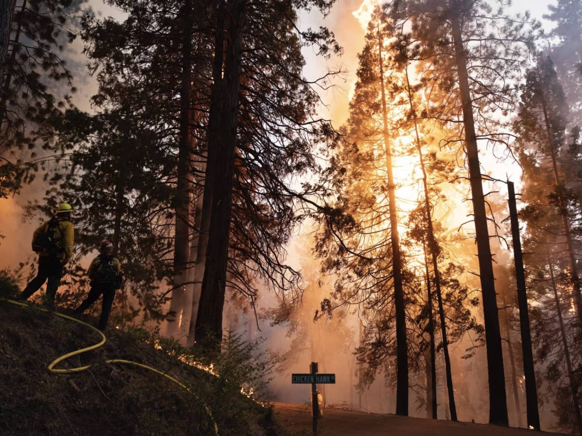 Trees engulfed in flames