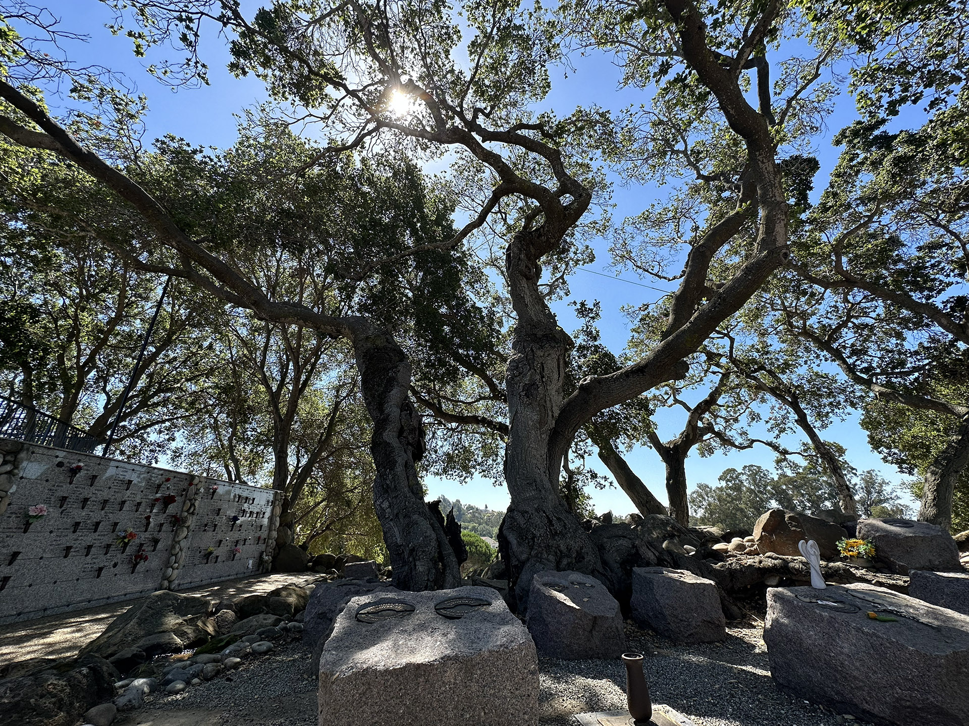 The sun shines through the branches and leaves of a twisted, gnarly oak tree. At it's base are several tombstones. One dates the tree to the 1700s.