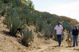 Farmers Look to Agave for Spirits to Help Weather Droughts and Reduce
Groundwater Use