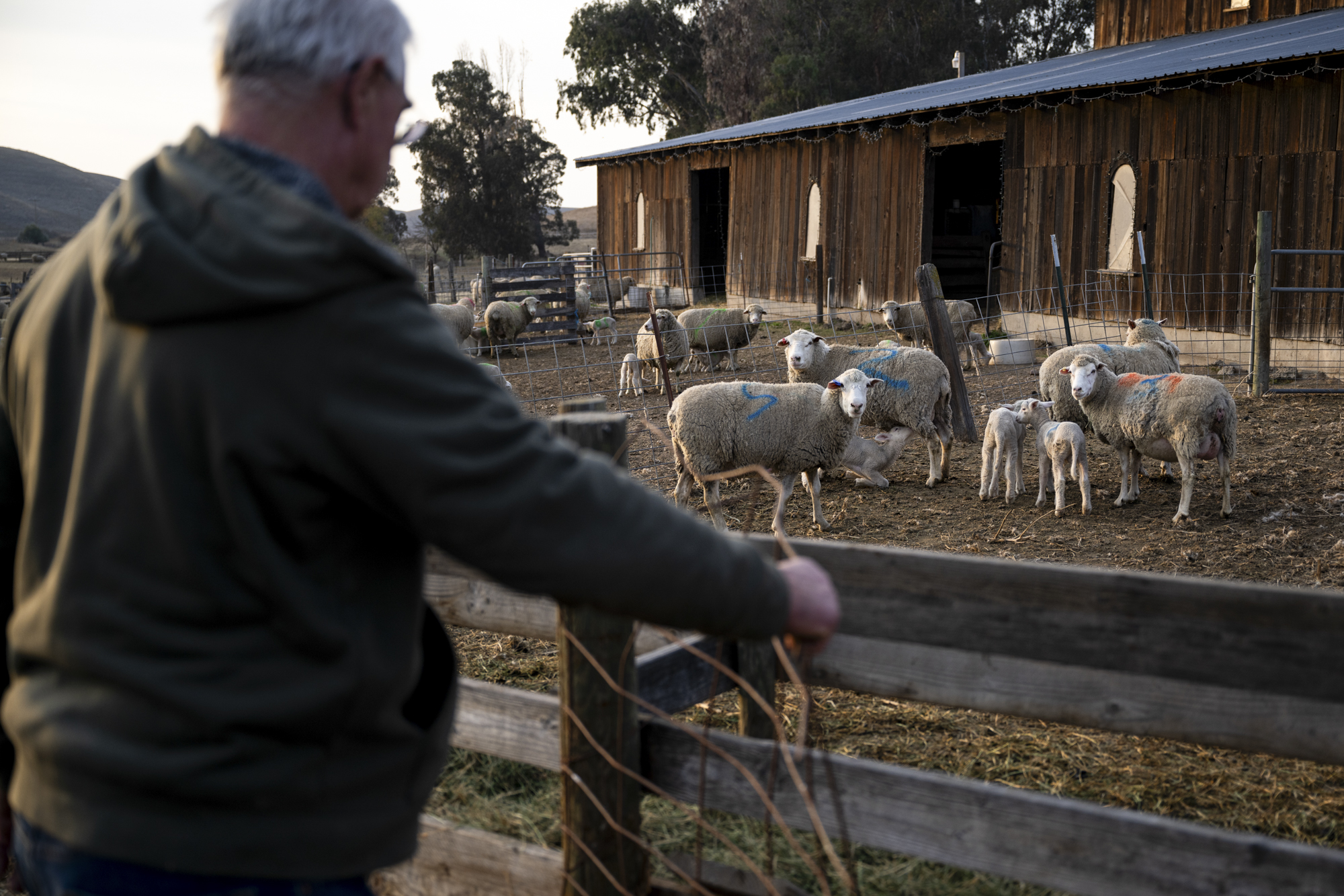 An older white man seen from behind with sheep and a farmhouse in the background.