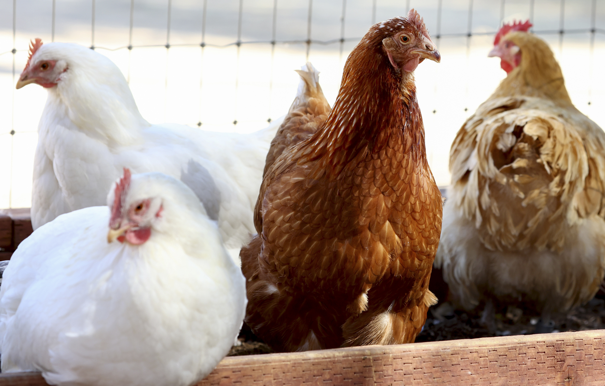 A group of four differently colored chickens.