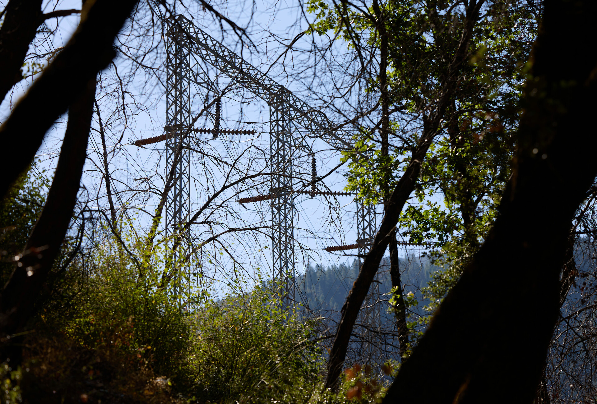 Powerlines are seen through thick trees.