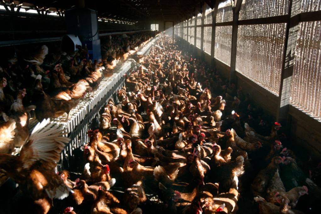 A large number of chickens are packed into an indoor egg-laying facility.