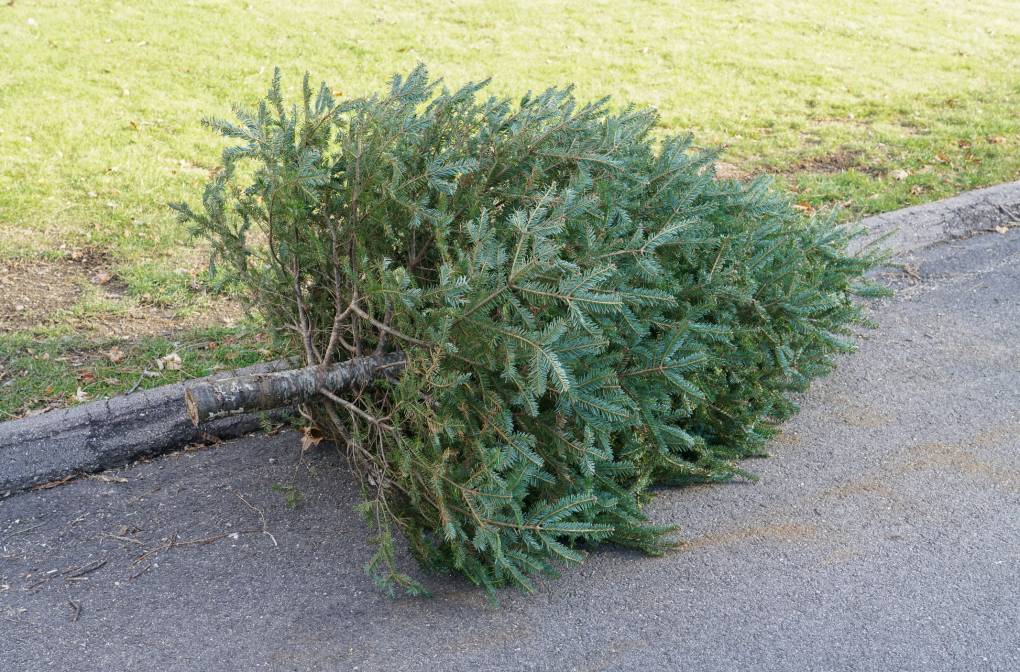 A Christmas tree lies on the street next to a curb.