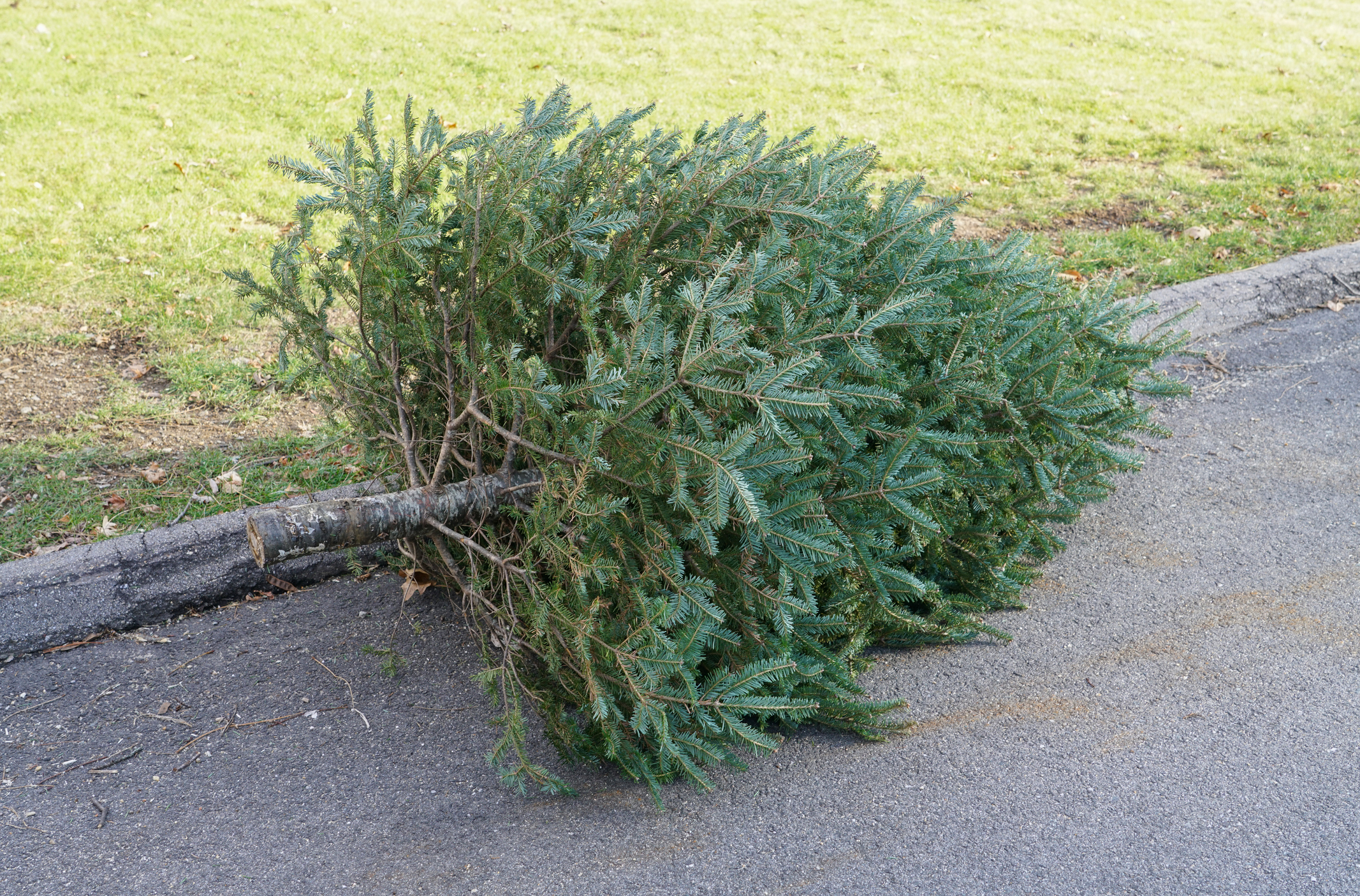 A Christmas tree lies on the street next to a curb.