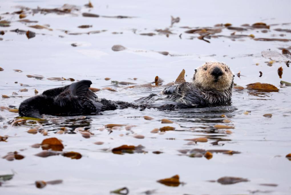 A sea otter in the water surrounded by leaves.