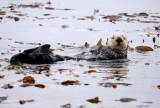 Crab-Eating Sea Otters Help Protect California’s Marshlands, Study
Finds