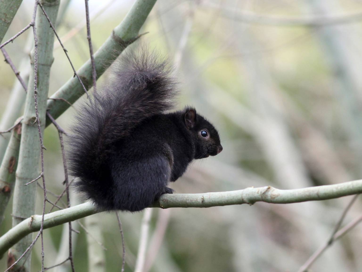 Yes, That Squirrel Might Be Taunting Your Dog. And More Squirrel Facts