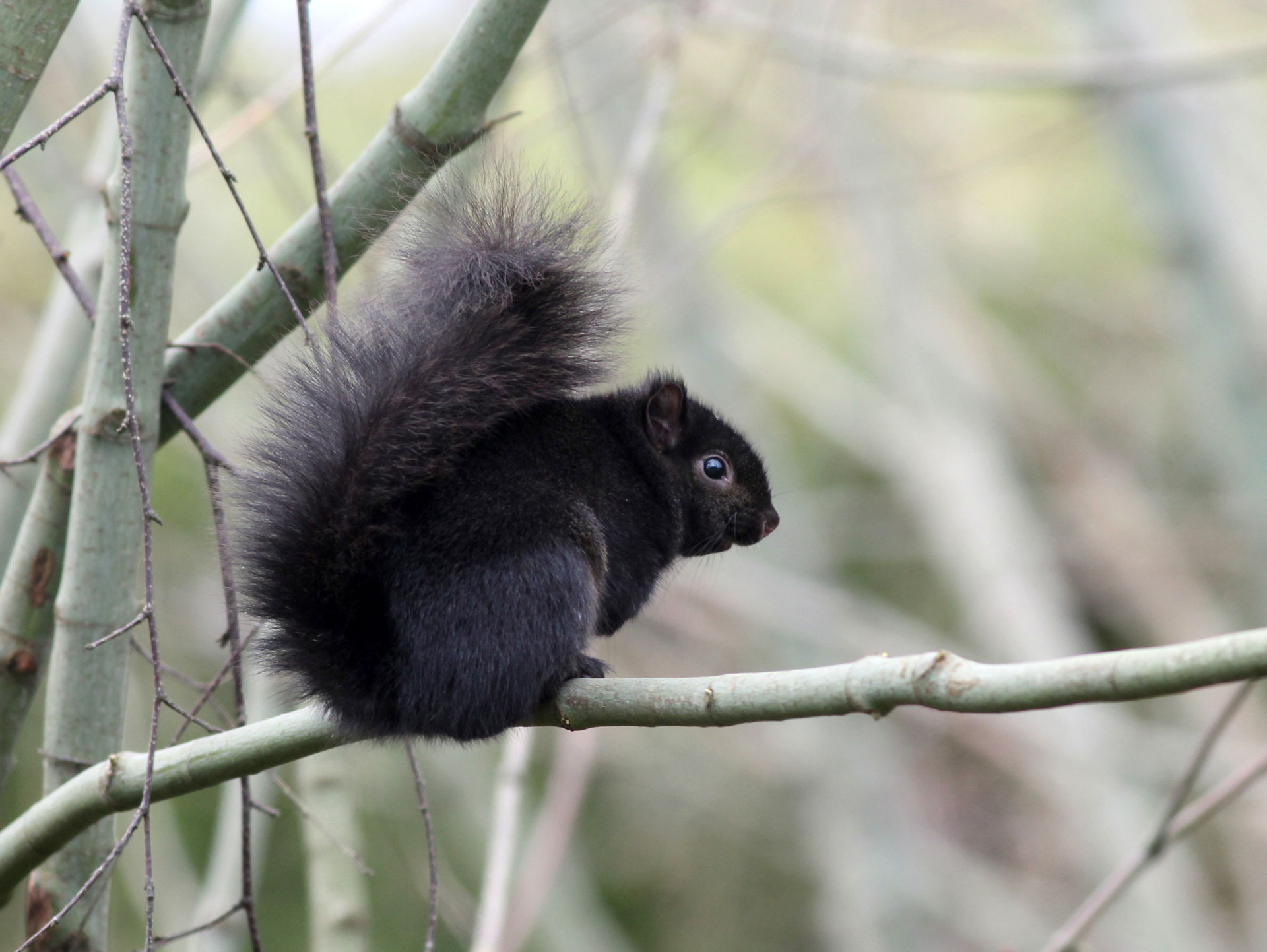 A squirrel with black coloring and a bushy tail sits on a think tree branch.