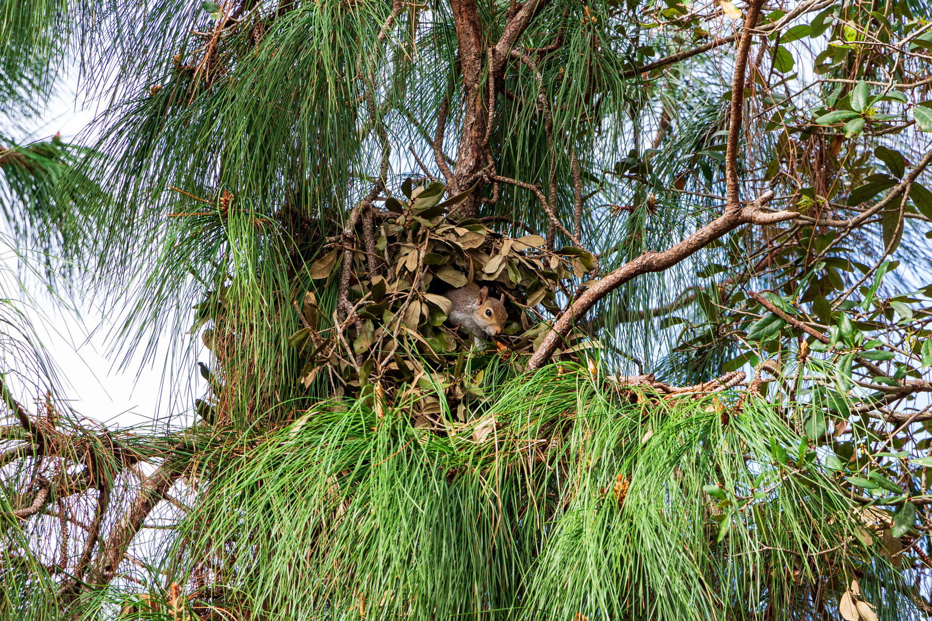 What looks like a ball of leavess its up in the branches of a coniferous tree. The small head of a squirrel pokes out.