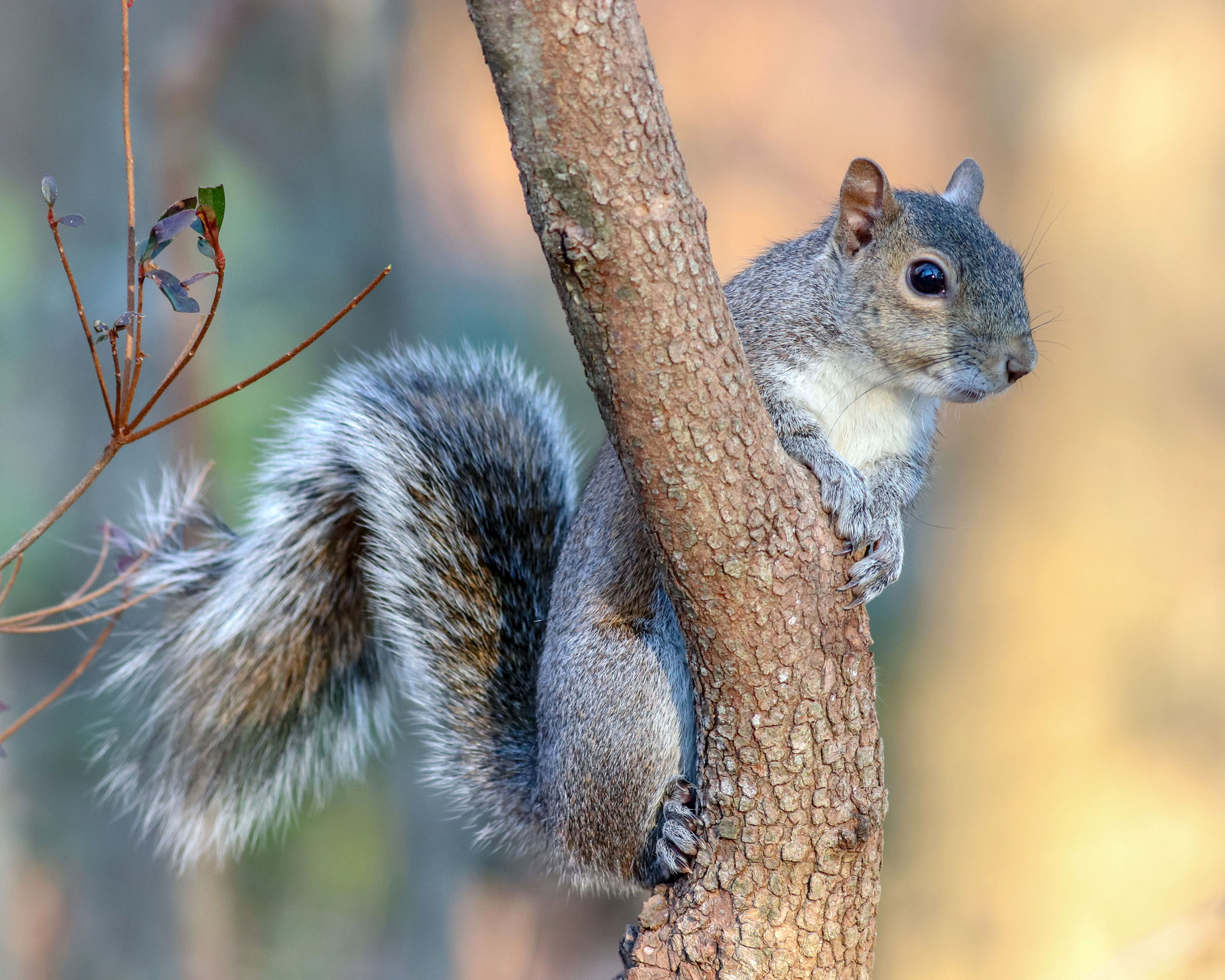 A small gray squirrel hands onto a thin tree branch, inquisitively looking around.