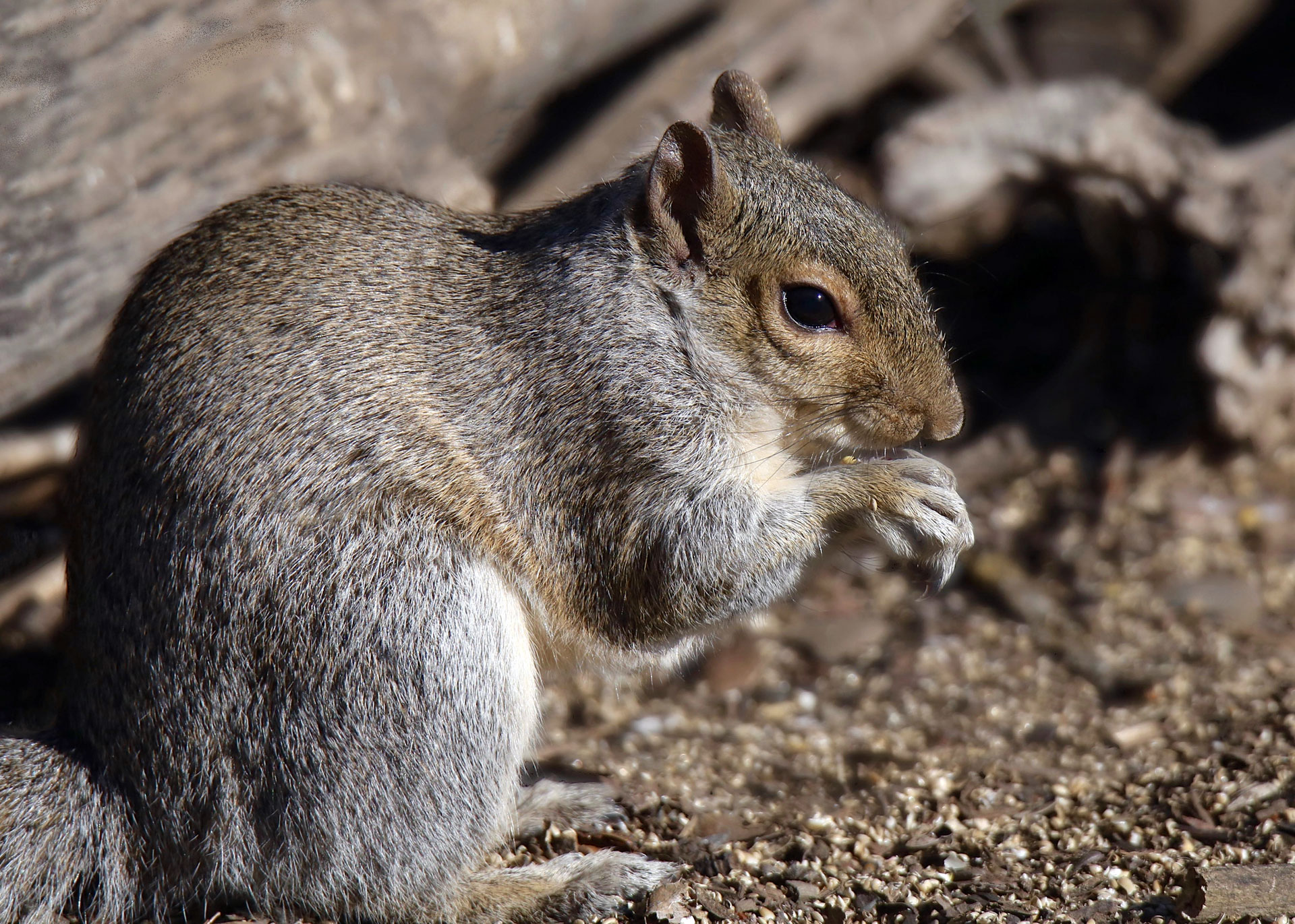 A chubby gray squirrel takes up the entire frame while eating a nut.