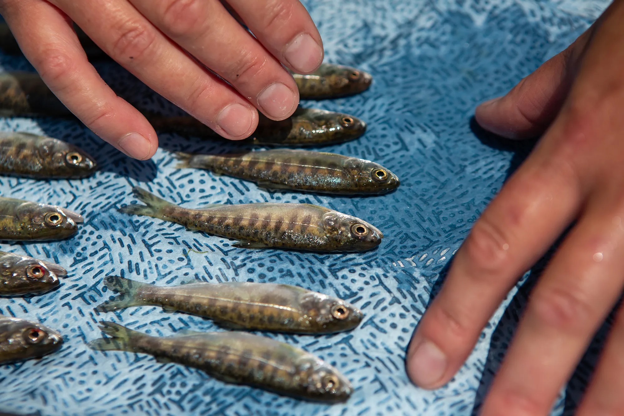 Two hands and some baby fish laid out beneath them.