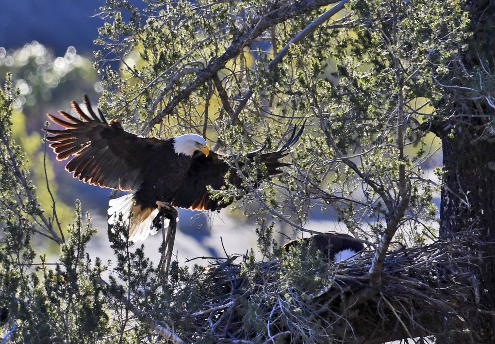 A bald eagle flies toward a tree where another is currently nested.