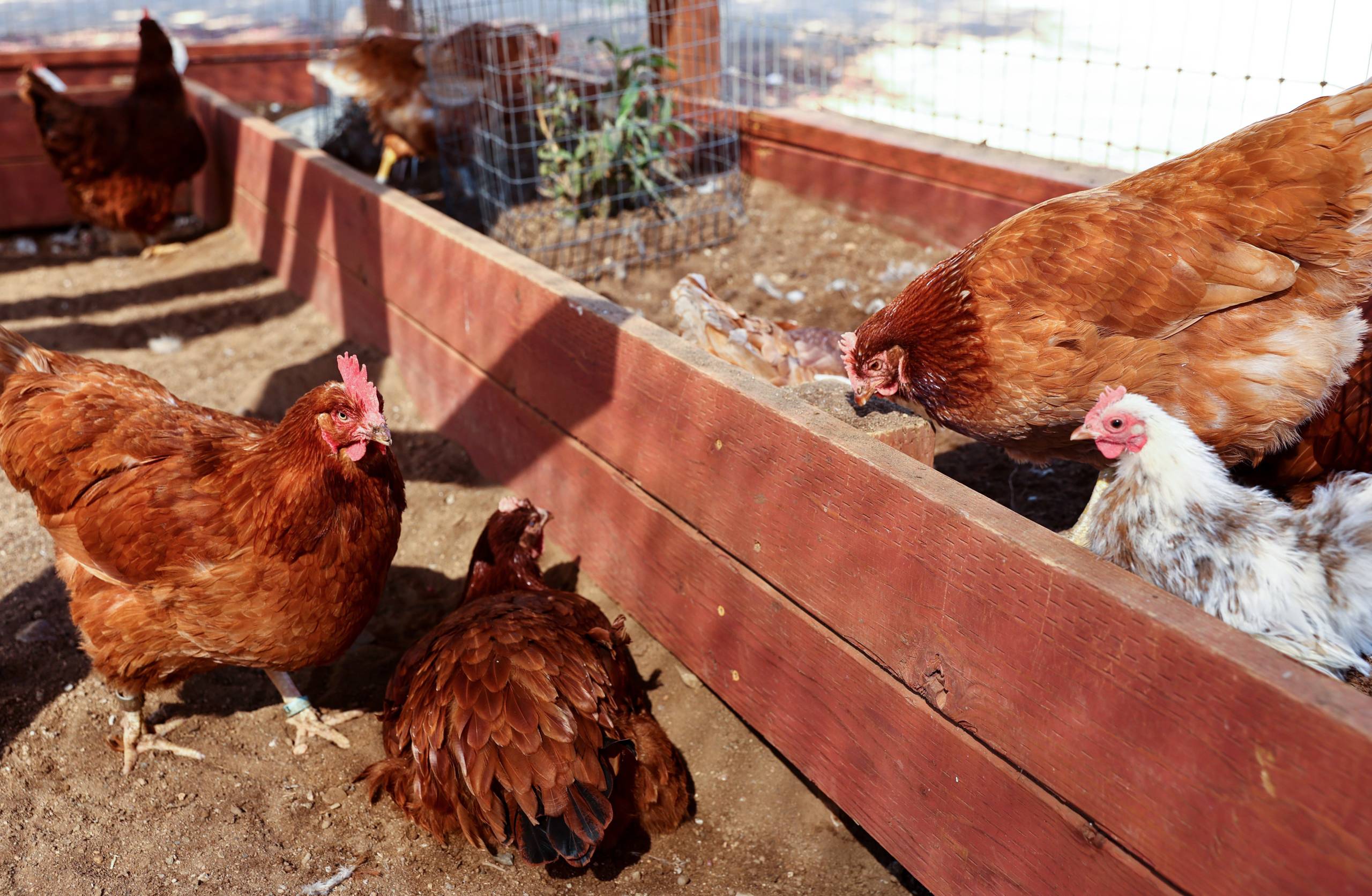 Chickens in a large coop.