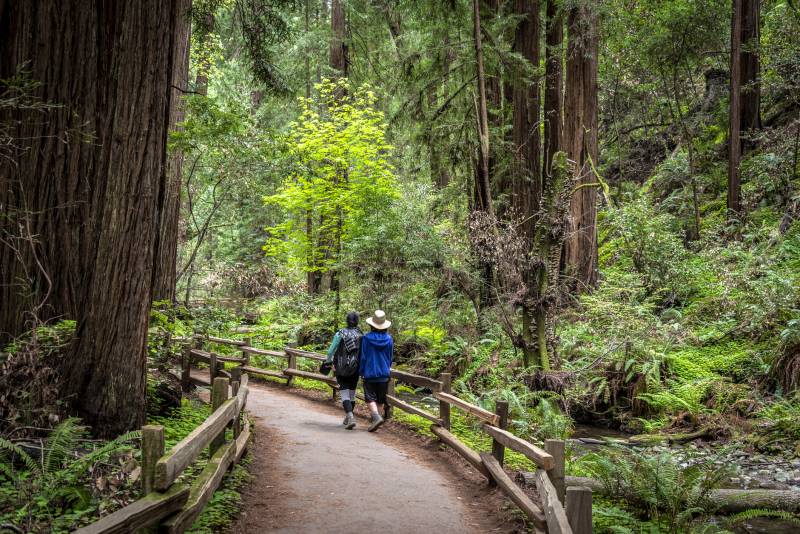 Two figures walk along a boardwalk under huge redwood trees.