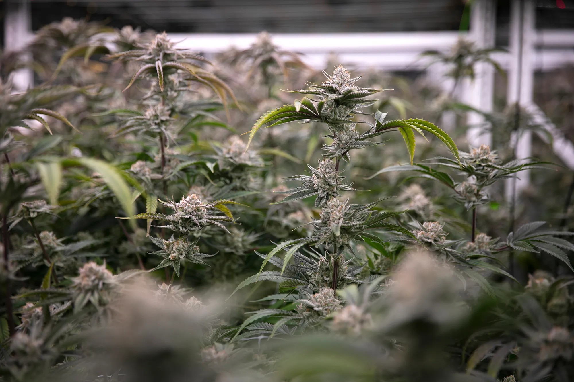 A close up photo of cannabis plants.