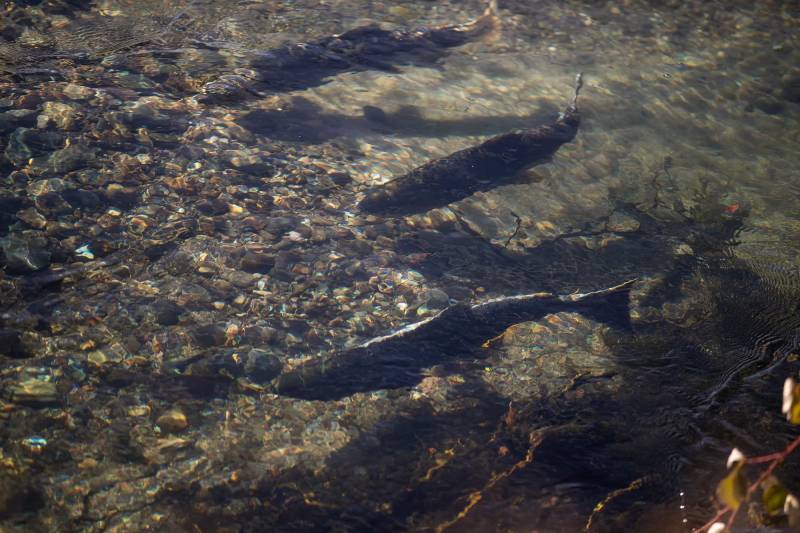 Fish swimming in a river.