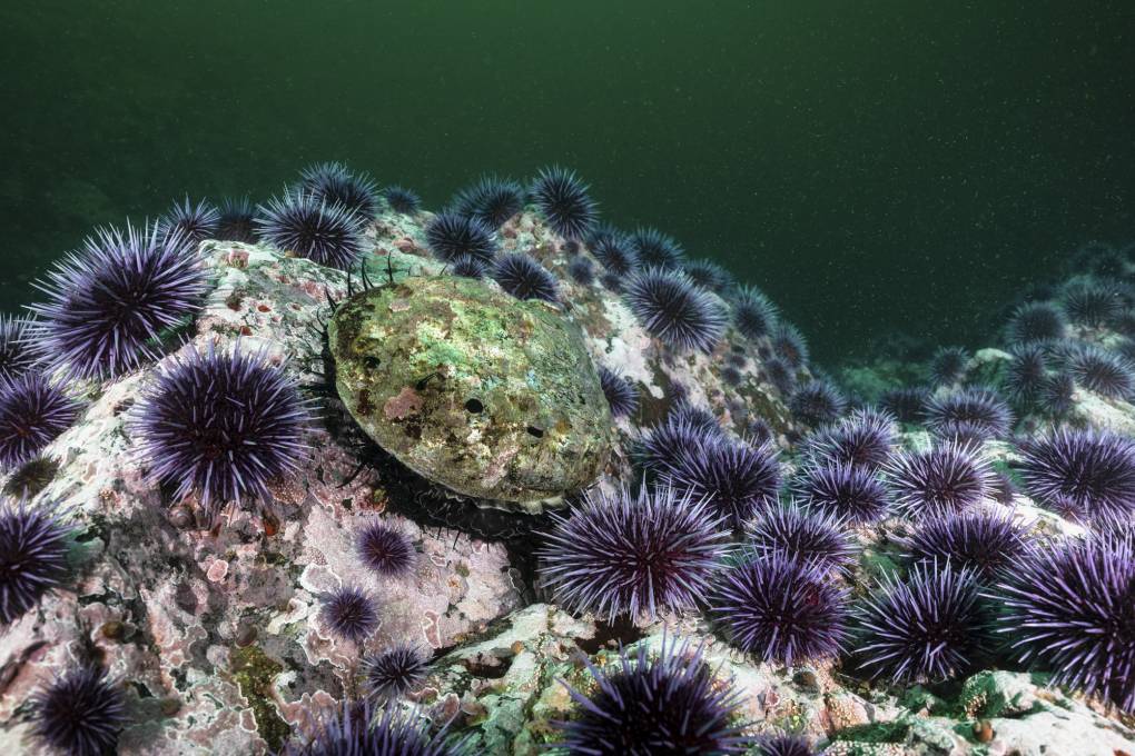 Purple spiky creatures cling to a rock underwater, surrounding an oval-shaped creature with a green shell.
