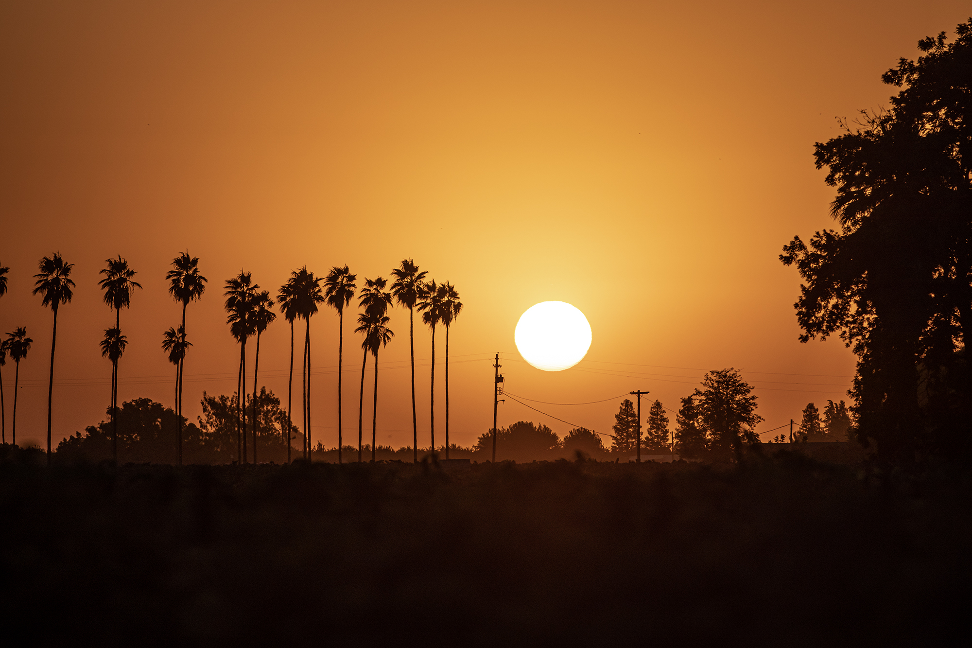 The sun sets in the distance as the silhouettes of trees dot the deep orange sky.