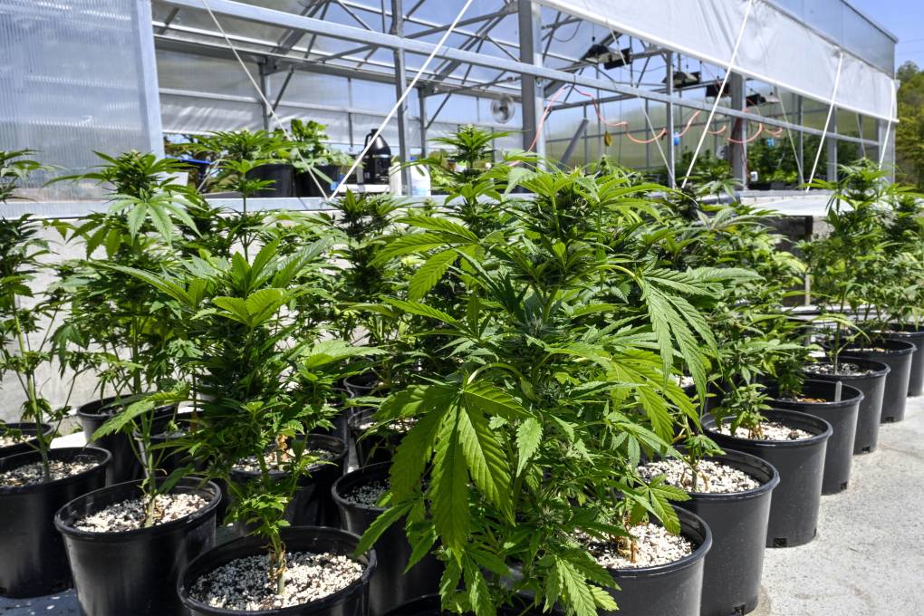 Several marijuana plants lined up in pots in an outdoor facility.