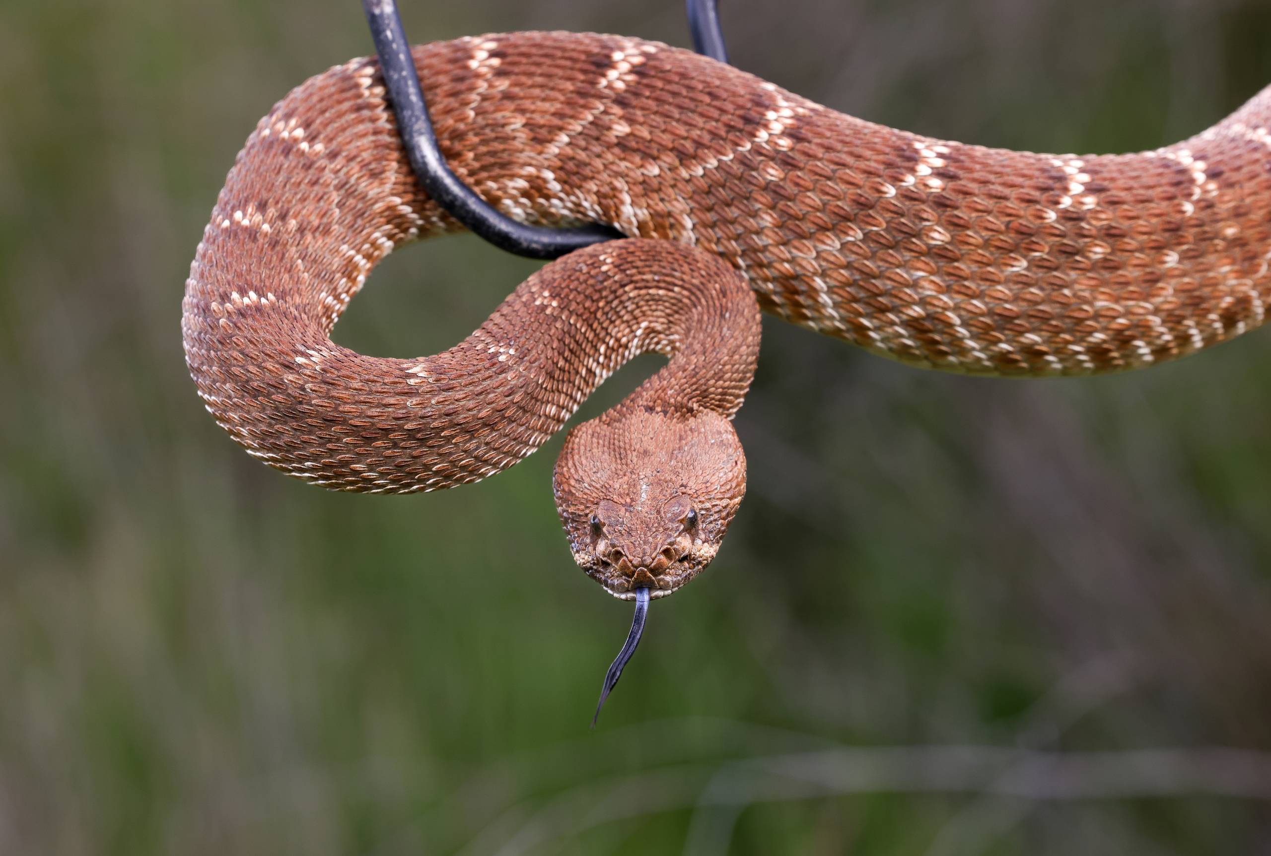 A rattlesnake is held up by a metal hook.