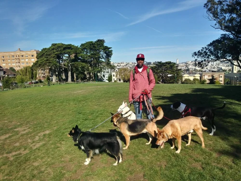 A man stands in a park with five dogs on leashes