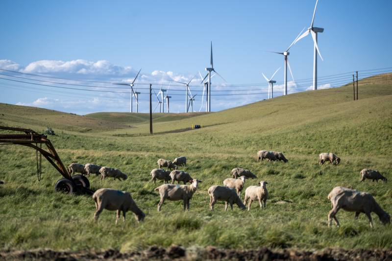 Sheep grazing green grass with farm equipment.