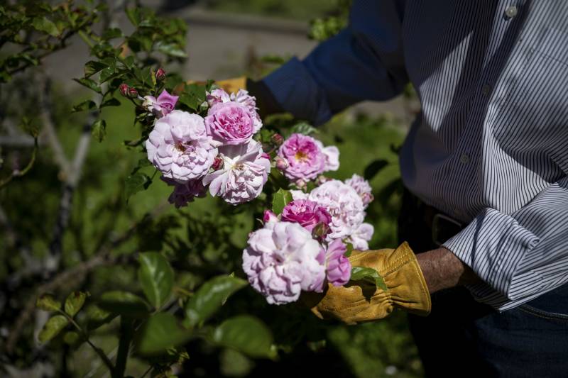Close up image of a large rose bush with numerous pink blooms. A man wearing gardening gloves gently touches the flowers.