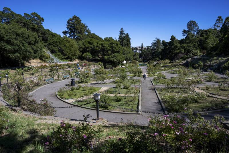 A large rose garden with a winding cement pathway. The day is sunny and clear. 