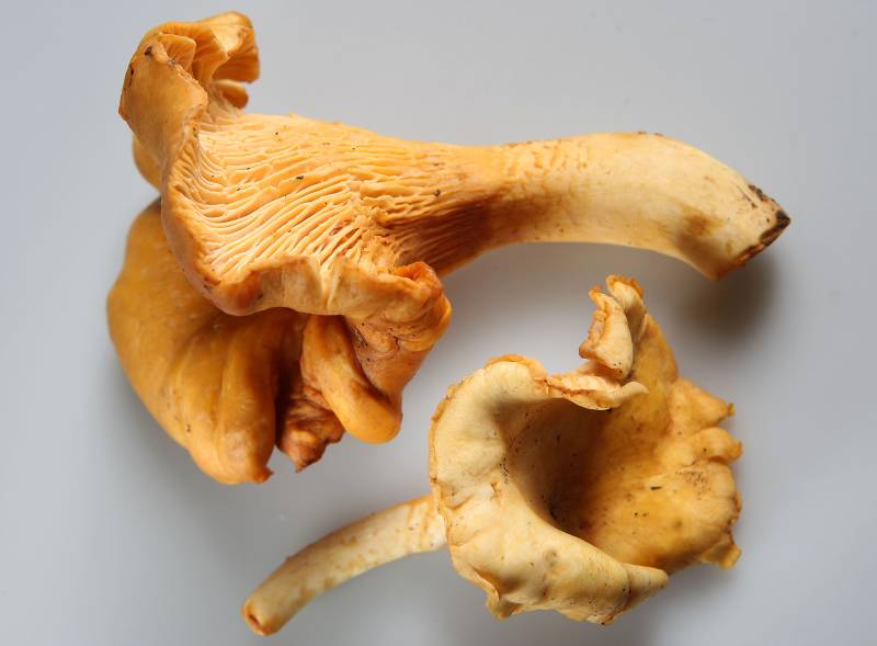 chanterelle mushroom