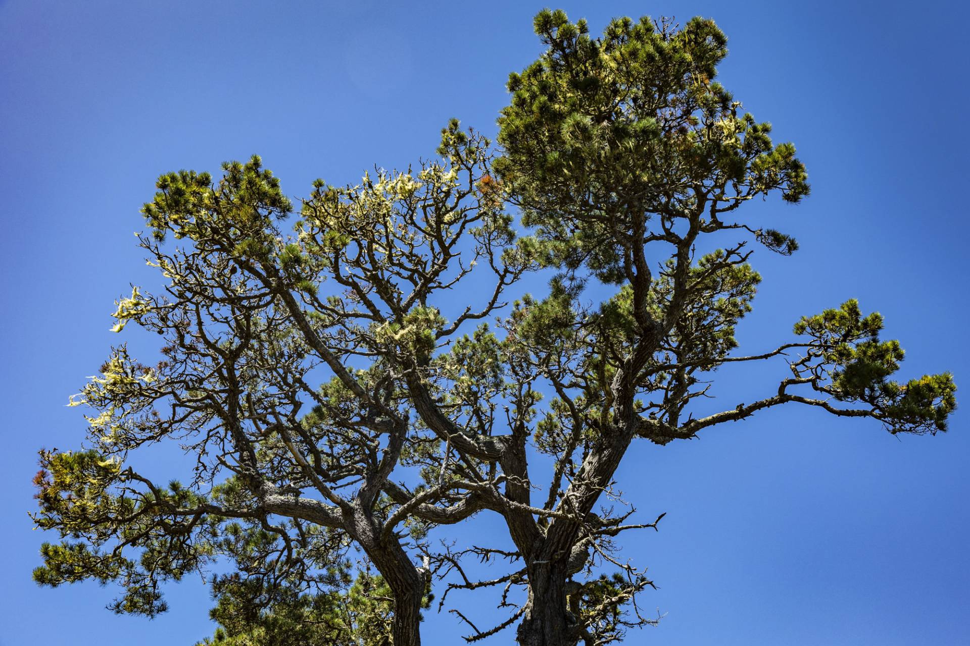 Bishop pines at Jepson Memorial Grove, along the Johnstone Trail, at Tomales Bay State Park on Aug. 20, 2024. Gina Castro/KQED